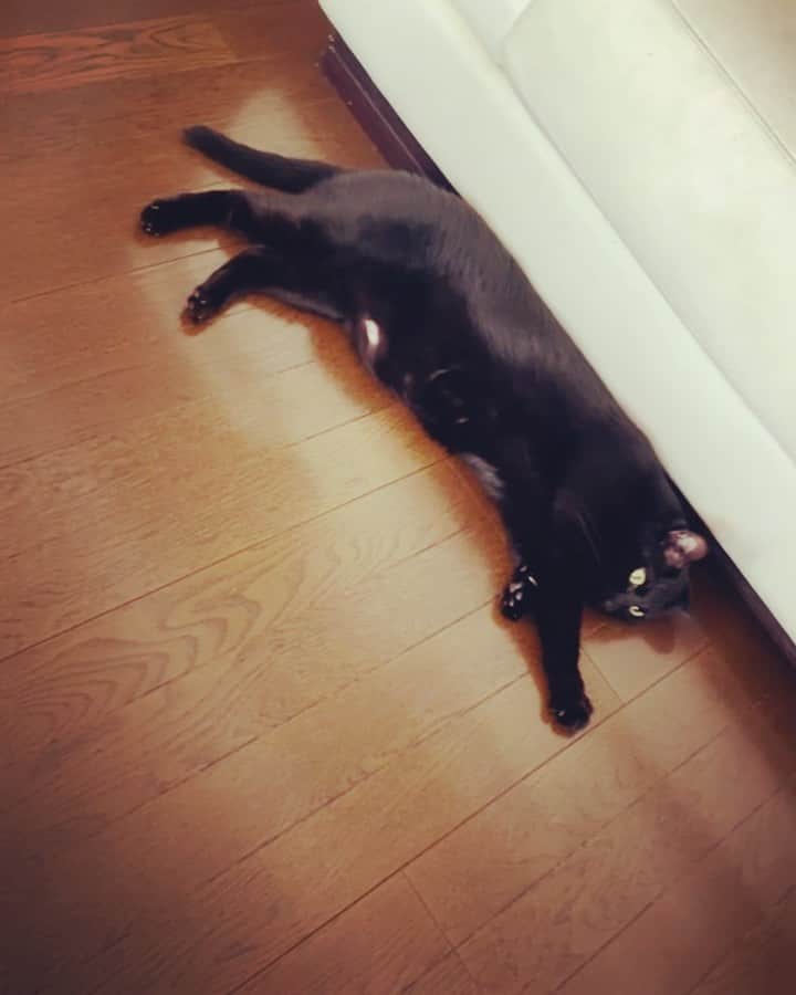 藤原理恵のインスタグラム：「2020年11月26日。  うちでは、床暖使用し始めこういう光景が当たり前。 先:弟うぃり、後:兄ぶる。  そとでは、convoy show パピプペポー！が始まります！  何処にいても、安全で温かい冬を！  #黒猫」
