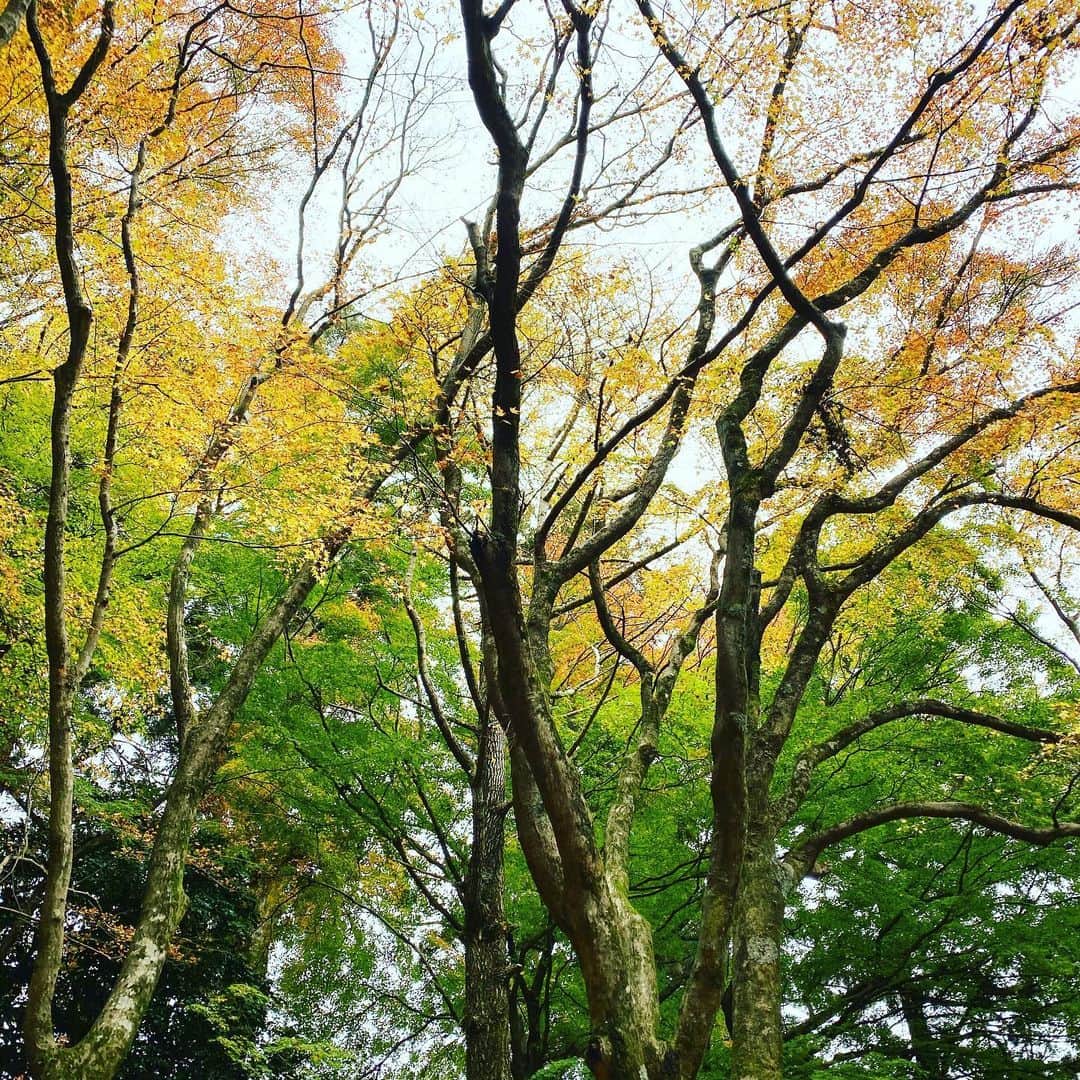 板谷由夏 さんのインスタグラム写真 - (板谷由夏 Instagram)「秋晴れです お元気ですか、わたしは元気です！」11月26日 10時32分 - yukaitaya