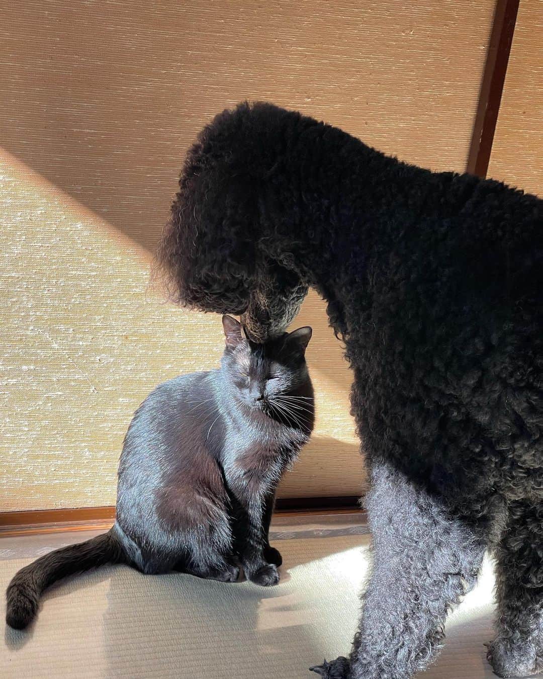 のインスタグラム：「ロデムを赦し 寄り添う魔犬」
