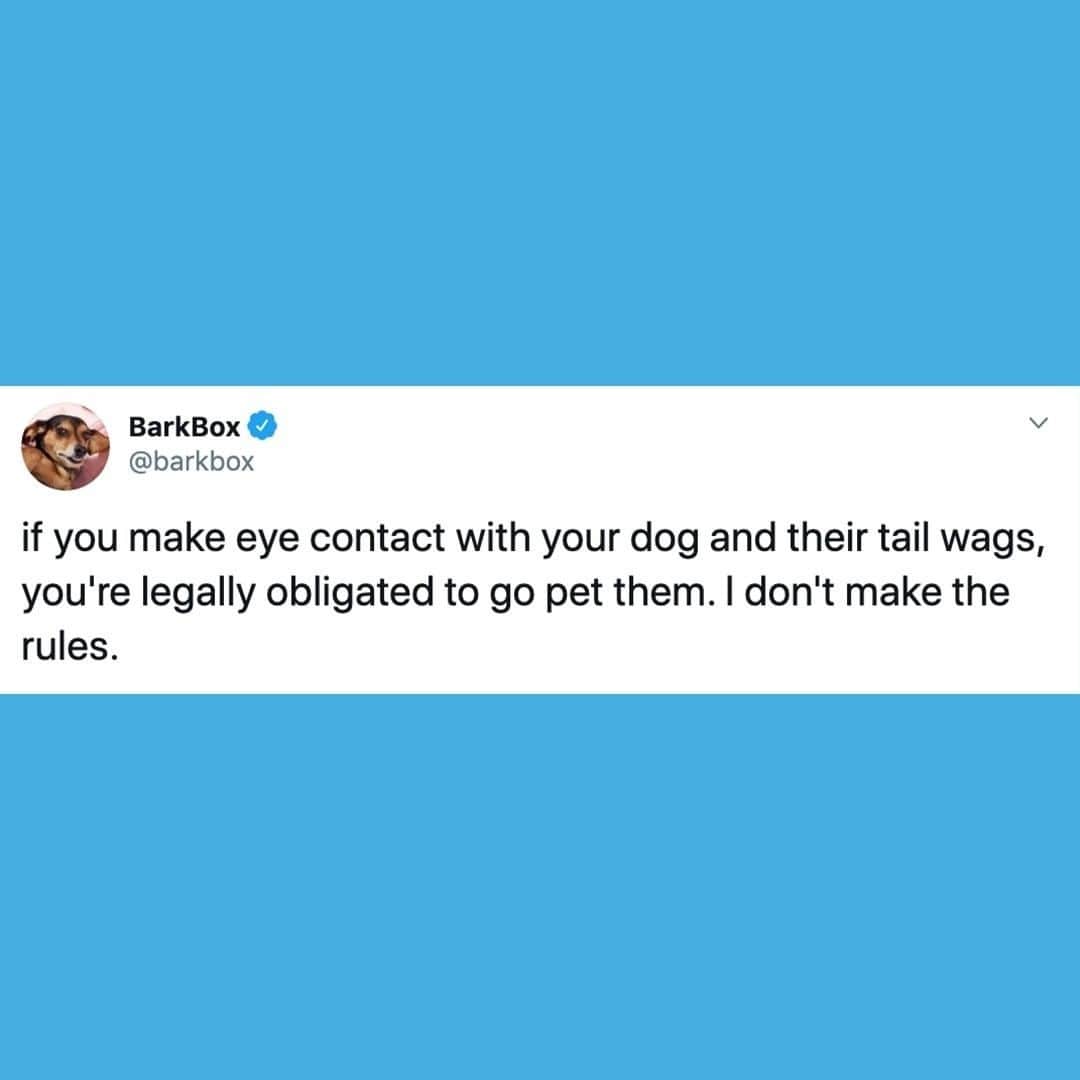 BarkBoxのインスタグラム：「THAT'S THE LAW, CASE CLOSED, BRING IN THE DANCING LOBSTERS」