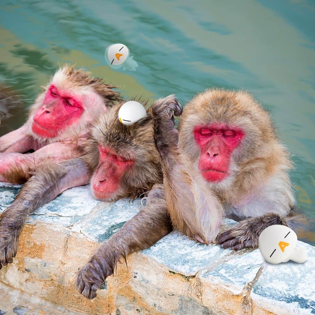 ざっくぅ 公式Instagramさんのインスタグラム写真 - (ざっくぅ 公式InstagramInstagram)「11月26日は、いい（11）ふろ（26）の語呂合わせから、いい風呂の日だそうです♨︎ お猿さんと一緒に入浴中🐒 気持ちよさそうだね💖 ・ #11月26日 #風呂の日 #お風呂 #おふろ #お風呂大好き #いい湯だな #温泉 #温泉大好き #入浴 #ポカポカ #気持ちいい #♨️ #猿 #お猿さん #一緒に #ざっくぅ写真部 #ざっくぅ #ざっくぅ大好き #jcom」11月26日 11時00分 - zaq_official