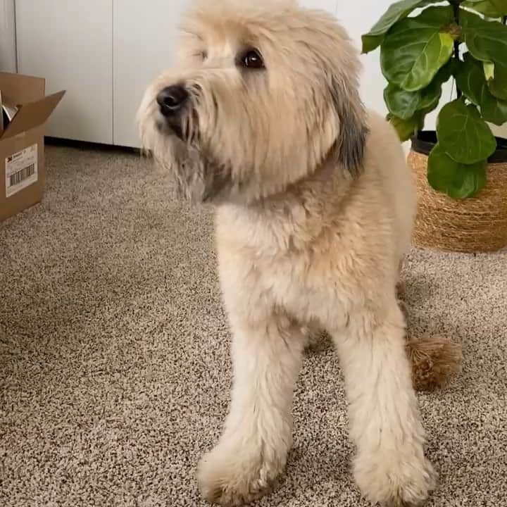 DogsOf Instagramのインスタグラム：「"Zoom zoom!" - @babycharzard   Anyone else get the zoomies when you see all the amazing holiday sales going on this week?   Swipe ➡️ for a few of our favorite sales from some new pet brands on the block! Links in bio 🐾❤️  #dogsofinstagram  @muttropolis @theanxiouspet @brutusbroth @justfoodfordogs @relaxmydog」