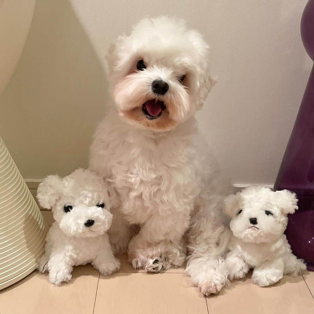 セロリのインスタグラム：「【手乗りいくら】 久しぶりの登場、チームいくらです。 マルチーズ時々Perfume。 かしゆかのこのポーズを見た時、こうするしかないと思いました(笑) 皆さま、来月はいよいよ・・・。 #maltese #マルチーズ #アレルギー #チームいくら #perfume #prfm  #ベストアーティスト2020 #malteseofinstagram #maltese101 #malteser #malteseofficial #maltesedog #dog #instadog #dogstagram #dogoftheday #doglovers #instapet #adorable #ilovemydog  #ペット #わんこ #ふわもこ部 #犬のいる暮らし #いぬら部  #いぬすたぐらむ #イッヌ」