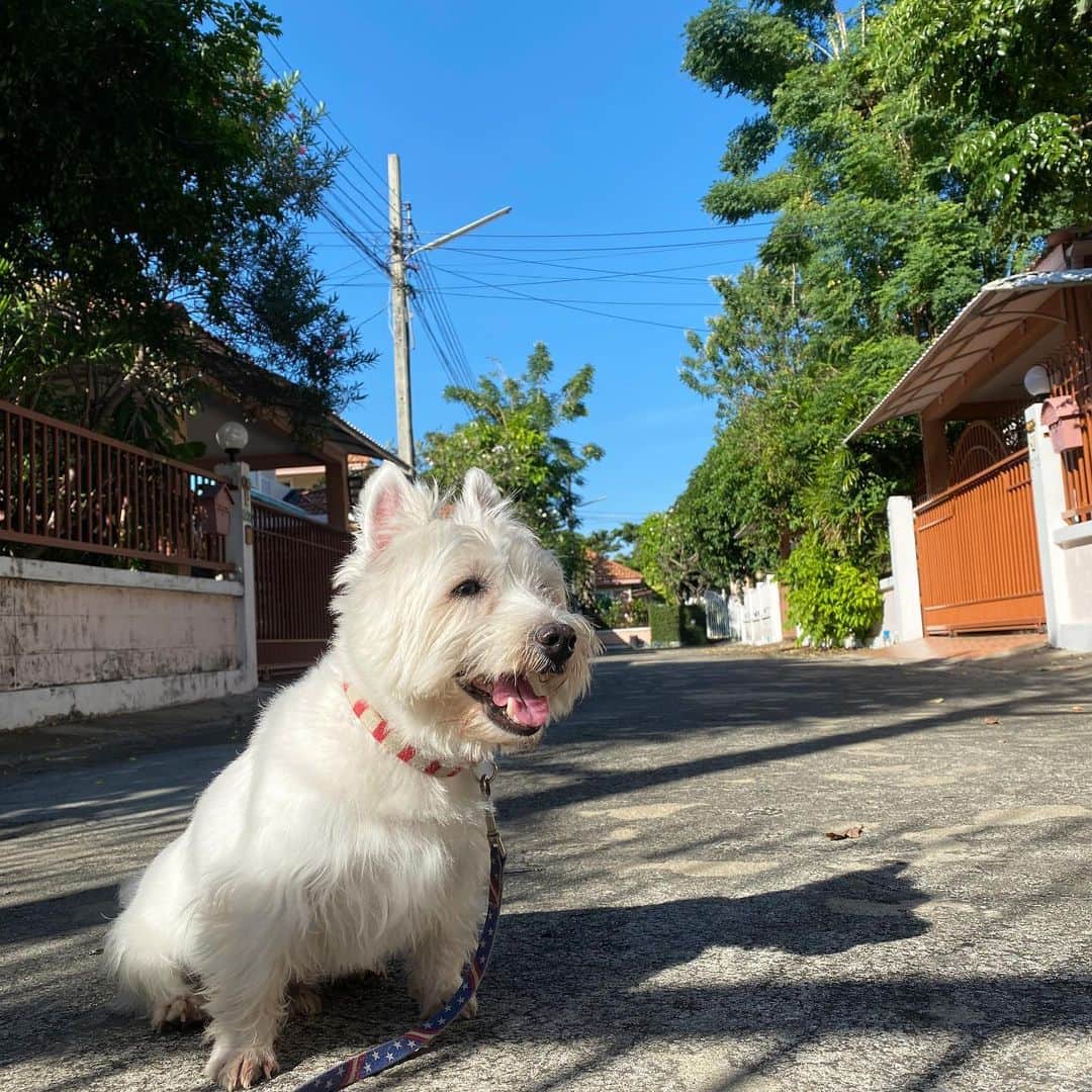 Hoykong&Plamuekのインスタグラム：「Nice weather today  #plamuek_westies」
