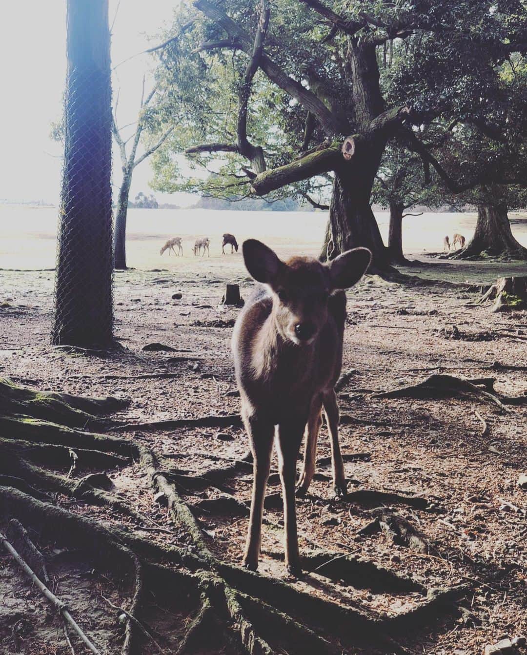 鳳真由さんのインスタグラム写真 - (鳳真由Instagram)「これは今年の1月頃に、お仕事も兼ねて関西に1週間ほど滞在した時の。 とても人が少なかった奈良公園🦌 まさかここから怒涛のコロナ禍が始まるなんてね‥ 鹿も人も想像だにしなかったよね。  最近カメラロールの中は問題集のまちがえたとこの合間に挟まるすずって感じです🐈  そんな目まぐるしい毎日だけど  何となくこの季節が好きで、歩くだけでわくわくする！！ うふふ🍁  #japan  #奈良」11月26日 11時21分 - ootorispecialpanic