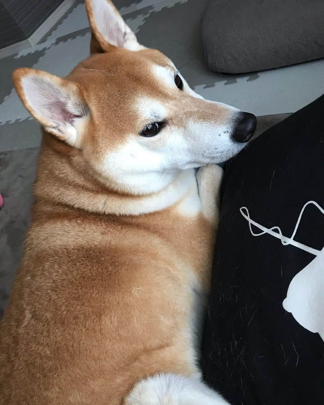 高橋みゆきのインスタグラム：「クラ吉君🐶急性胃腸炎😵吐血した時は焦ったよ💦でも割とすぐ治まったから良かったけど😭後日念のため超音波する事にしたよ。嘔吐したり痛そうにしてたり、喋ってくれたらってこんな時いつも思う😔💦こればかりはちゃんと見てあげないとですね！ #クラ吉 #胃腸炎 #病院行くと嫌でいつも入り口のとこいる #点滴注射💉」