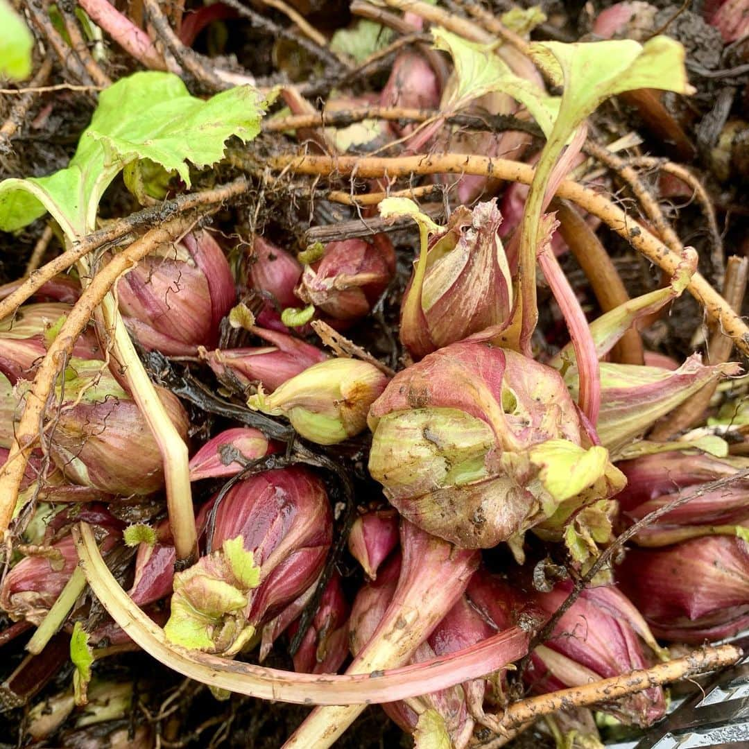 ＪＡ北魚沼（北魚沼農業協同組合）のインスタグラム