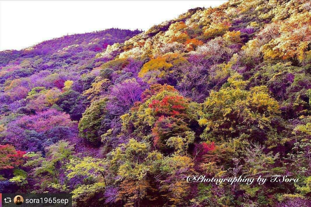 兵庫県さんのインスタグラム写真 - (兵庫県Instagram)「兵庫県公式インスタグラム『love_hyogo』です。  love_hyogoでは皆さんが#lovehyogo のハッシュタグを付けて投稿していただいた写真を紹介をさせていただきます。  本日のピックアップは @sora1965sepさんのお写真です👑 ハッシュタグをつけての投稿ありがとうございます🙏  写真は、宝塚市にある『武庫川渓谷』での一枚です📷✨  豊かな彩りに染まる渓谷に思わずため息がもれそうです💕まるで美しい織物を見ているような光景です😄🍁  この景色は、かつて機関車が走っていたJR福知山線廃線沿いのハイキングコースからの光景です。どこか懐かしさを感じる廃線跡を歩きながら見る紅葉と豪快な川の流れ…何とも贅沢ですね🌿✨ コース内には６つのトンネルや3つの橋などの鉄道遺構が当時とほとんど変わらぬ姿で残っています。(トンネル内は暗闇となるので懐中電灯は必ず持参してくださいね)👟🌿  兵庫にまつわる投稿は#lovehyogo のハッシュタグをお願いします👈  −−−−−−−−−−−−−−−−−−−−−−−−−−−−−−−−−−−−−−−−−−−−−−−−−−−−−−−− 兵庫県では、新型コロナウイルス感染拡大を予防する『ひょうごスタイル』（📍3密（密閉、密集、密接）の回避📍身体的距離の確保📍マスクの着用等）の推進のご協力をお願いしています。  #兵庫県#兵庫#lovehyogo#love_hyogo#photooftheday#followme#宝塚市#紅葉#黄葉#秋色#武庫川渓谷#JR福知山線廃線#黄葉#落葉#ハイキングコース#旧福知山線廃線跡#自慢したい兵庫の景色」11月26日 17時07分 - love_hyogo