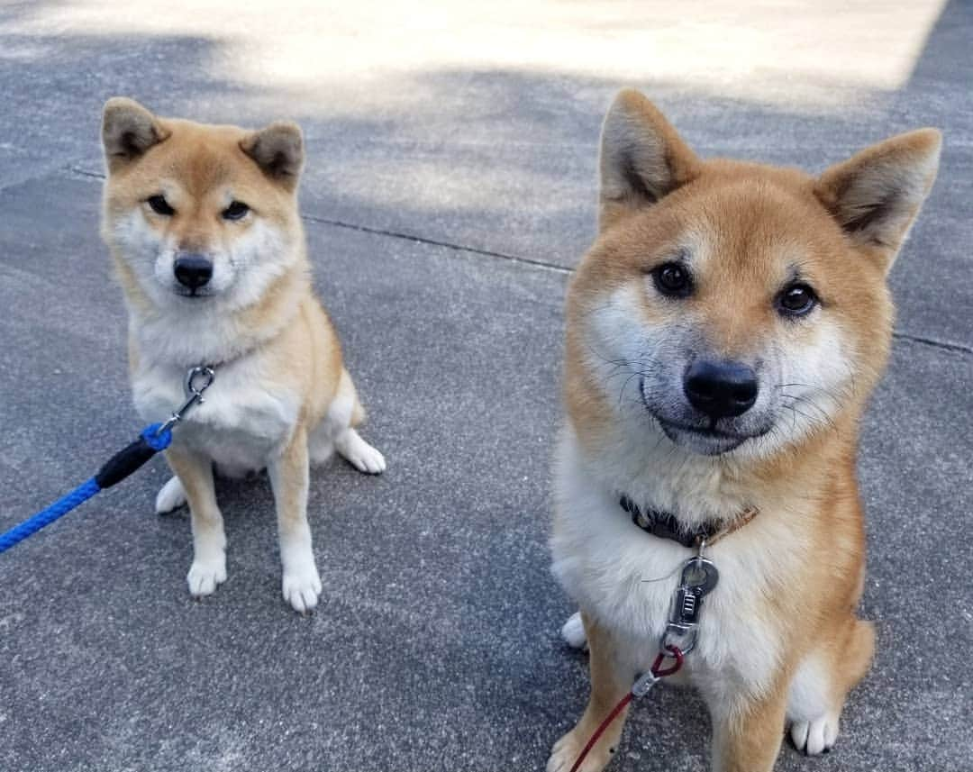 柴犬たま Shibainu Tamaさんのインスタグラム写真 - (柴犬たま Shibainu TamaInstagram)「たまーばと大きさ比較💡 〜ウニ編〜  大きさ比較もだけど、これはもう完全に母親と息子😂😂立派に育った息子の卒業式もしくは成人式で記念撮影する親子のよう(笑) ﻿﻿﻿﻿﻿﻿﻿﻿ Caption trans🇬🇧﻿﻿﻿﻿﻿﻿﻿﻿ Compare the size of Tama and Uni💡 They are like mother and son😂😂 It's as if the son has grown up and is taking a high school graduation photo with his mother(lol) ﻿﻿﻿﻿﻿﻿﻿﻿ #柴犬たま #たママ #たまーば #たま家族 #柴犬ウニ #祖母と孫 #大きさ比較 #似た者同士 #ふわもこ #かなりひし形 #糸目 #柴犬 #shiba #shibainu #shibastagram #犬 #dog #多頭飼い」11月26日 12時23分 - tama7653