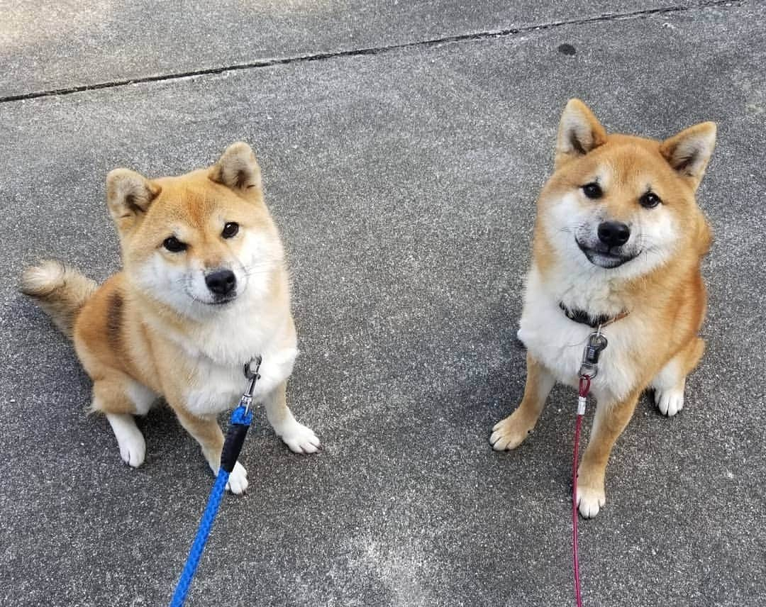 柴犬たま Shibainu Tamaさんのインスタグラム写真 - (柴犬たま Shibainu TamaInstagram)「たまーばと大きさ比較💡 〜ウニ編〜  大きさ比較もだけど、これはもう完全に母親と息子😂😂立派に育った息子の卒業式もしくは成人式で記念撮影する親子のよう(笑) ﻿﻿﻿﻿﻿﻿﻿﻿ Caption trans🇬🇧﻿﻿﻿﻿﻿﻿﻿﻿ Compare the size of Tama and Uni💡 They are like mother and son😂😂 It's as if the son has grown up and is taking a high school graduation photo with his mother(lol) ﻿﻿﻿﻿﻿﻿﻿﻿ #柴犬たま #たママ #たまーば #たま家族 #柴犬ウニ #祖母と孫 #大きさ比較 #似た者同士 #ふわもこ #かなりひし形 #糸目 #柴犬 #shiba #shibainu #shibastagram #犬 #dog #多頭飼い」11月26日 12時23分 - tama7653