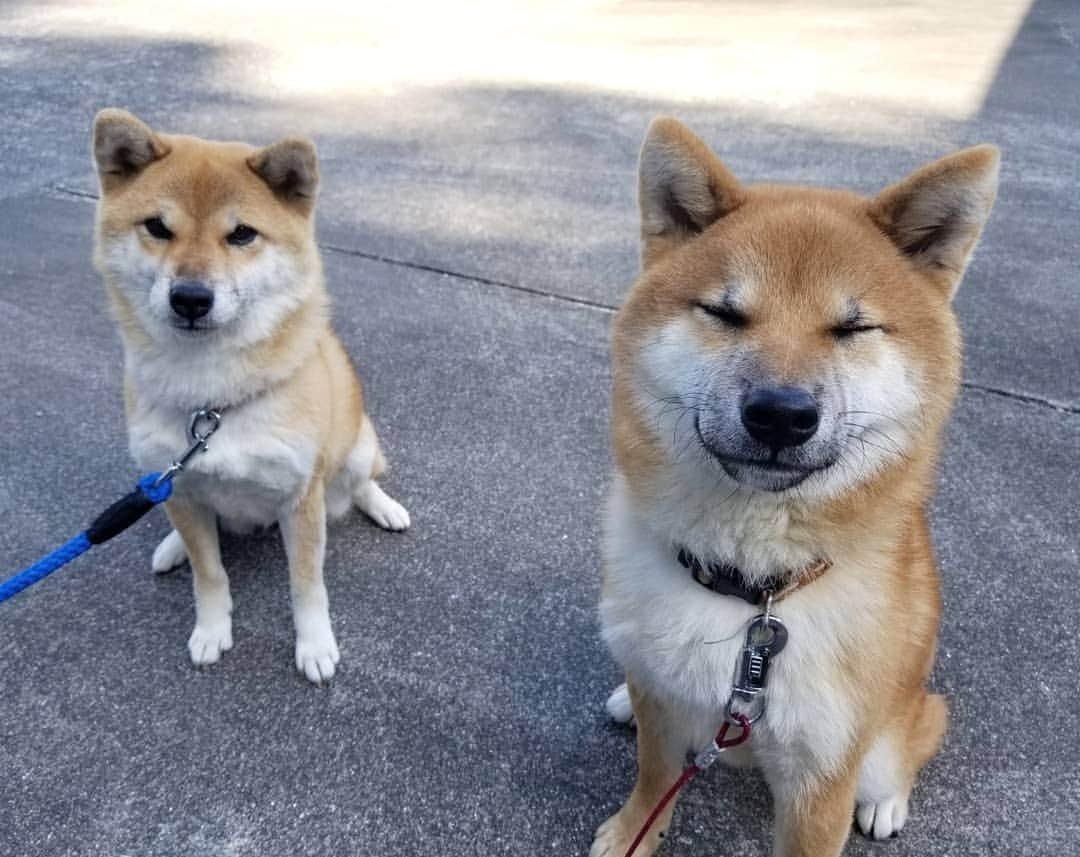 柴犬たま Shibainu Tamaさんのインスタグラム写真 - (柴犬たま Shibainu TamaInstagram)「たまーばと大きさ比較💡 〜ウニ編〜  大きさ比較もだけど、これはもう完全に母親と息子😂😂立派に育った息子の卒業式もしくは成人式で記念撮影する親子のよう(笑) ﻿﻿﻿﻿﻿﻿﻿﻿ Caption trans🇬🇧﻿﻿﻿﻿﻿﻿﻿﻿ Compare the size of Tama and Uni💡 They are like mother and son😂😂 It's as if the son has grown up and is taking a high school graduation photo with his mother(lol) ﻿﻿﻿﻿﻿﻿﻿﻿ #柴犬たま #たママ #たまーば #たま家族 #柴犬ウニ #祖母と孫 #大きさ比較 #似た者同士 #ふわもこ #かなりひし形 #糸目 #柴犬 #shiba #shibainu #shibastagram #犬 #dog #多頭飼い」11月26日 12時23分 - tama7653