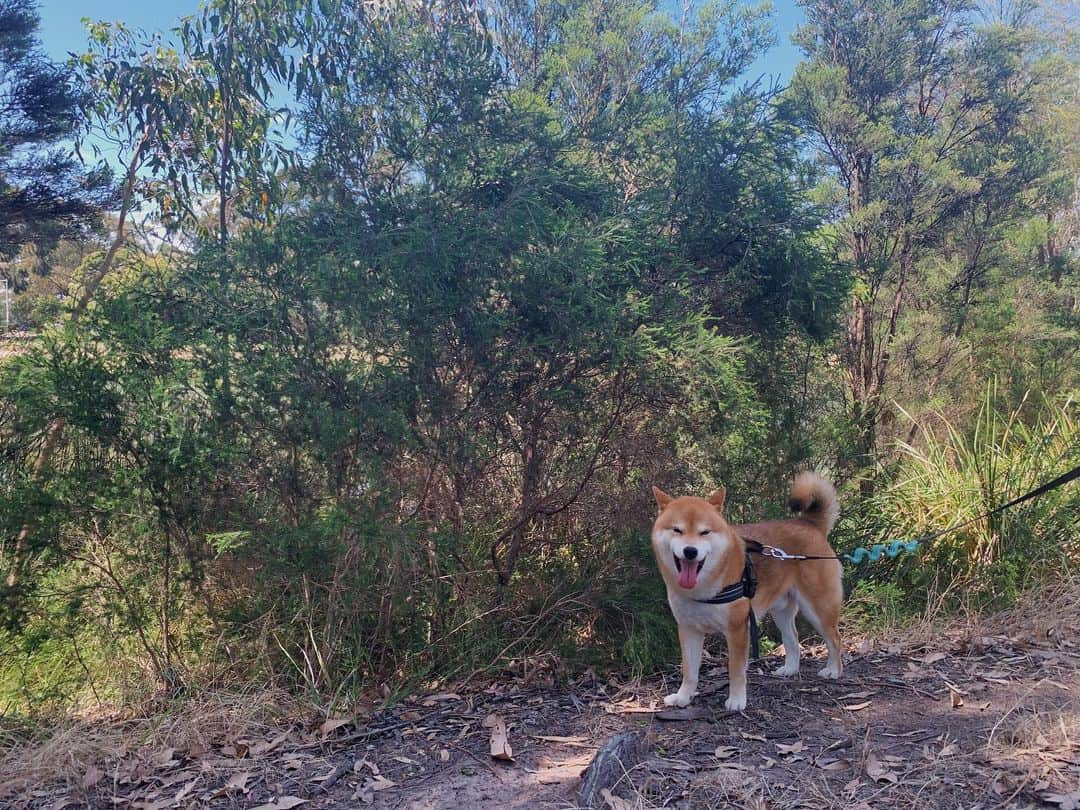 Shibainu Pontaのインスタグラム