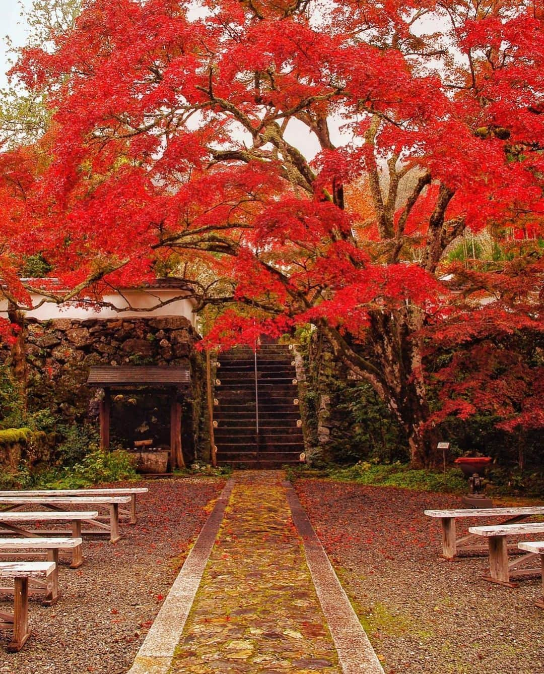 Valiant Language Schoolさんのインスタグラム写真 - (Valiant Language SchoolInstagram)「・ 📷: @angus.1250  ・ 📍: Jingu Temple, Kyoto . Use #valiantjapanese for feature 📸 .. . . . . . .  #japan_night_view #japan_daytime_view#daily_photo_jpn #ptk_japan #photo_jpn #PHOS_JAPAN #reco_ig #igersjp #moodygrams #indy_photolife#as_member #japan_of_insta #bestjapanpics #tokyocameraclub #explorejpn  #japan_visit #japan_vacations #globalnightsquad #japantravel #team_jp_ #visualambassadors #artofvisuals #Япония #Токио #ilovejapan #visitjpn #visitjapanau #team_jp」11月26日 12時50分 - valiantjapanese