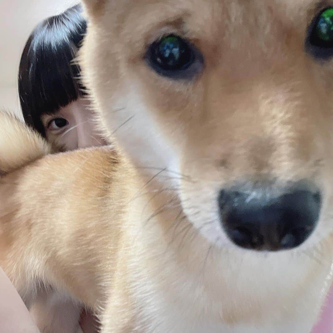 環奈（長沢菜々香の飼い犬）のインスタグラム：「どん！」