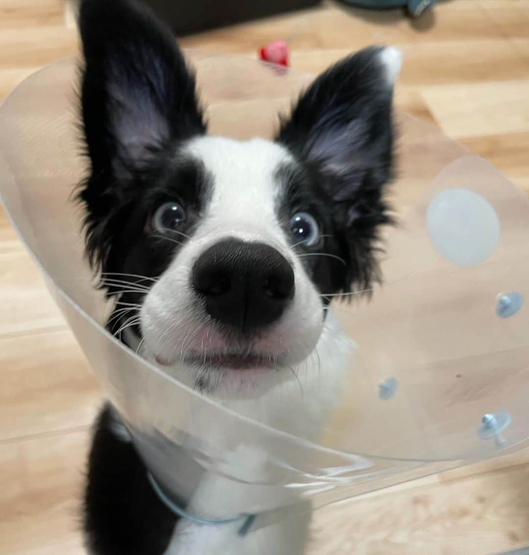 環奈（長沢菜々香の飼い犬）のインスタグラム：「エリザベスカラーのるな  #ボーダーコリー#犬#dogstagram #dog #いぬすたぐらむ #いぬすた」