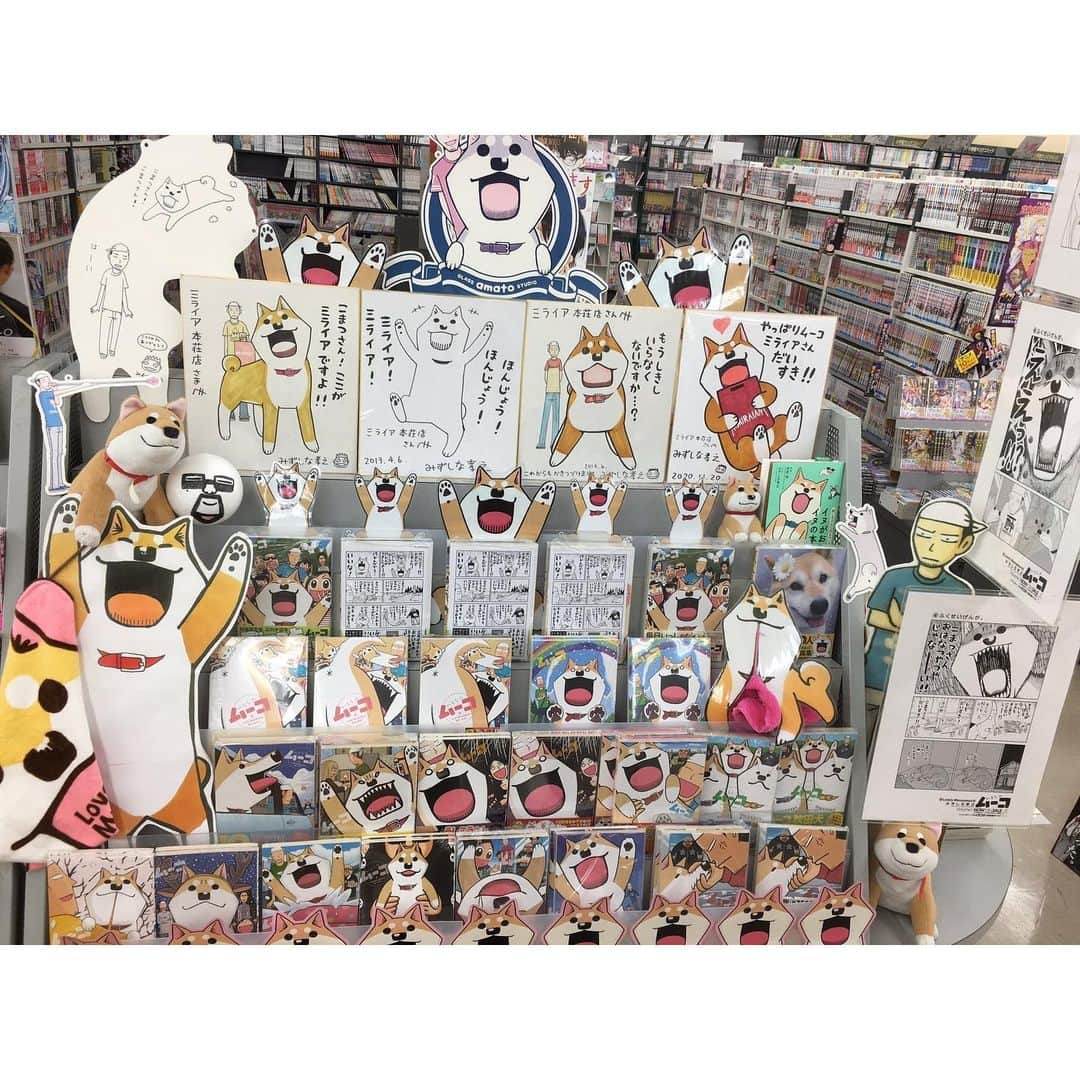 みずしな孝之のインスタグラム：「いつもムーコをあつく扱って下さる 秋田のミライア本荘店さんに 今回もこれでもかと ムーコをディスプレイして頂いてます！ ミライア本荘店さんでいとしのムーコ17巻を購入すると ここだけでしかもらえない 描き下ろしペーパーもついてきます。 お近くの方はぜひご検討を！  ミライア本荘店さんいつもありがとうございます！ これからもよろしくです！」