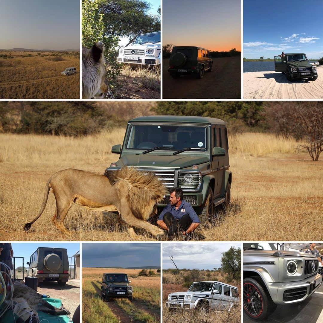 Kevin Richardson LionWhisperer さんのインスタグラム写真 - (Kevin Richardson LionWhisperer Instagram)「One thing I haven’t had to concern myself with over the past few years is car reliability. The #GClass has performed flawlessly no matter what I’ve thrown in its path including a grumpy lion that took a chomp out of its bumper. Thanks Gandalf!  #Mercedes makes a premium product that is designed to last and stand the test of time and when looking back will form part of many lasting memories.  #strongerthantime #mbambassador #staysafe #g350 #gwagon #gwagen @mercedesbenzsa」11月26日 13時23分 - lionwhisperersa