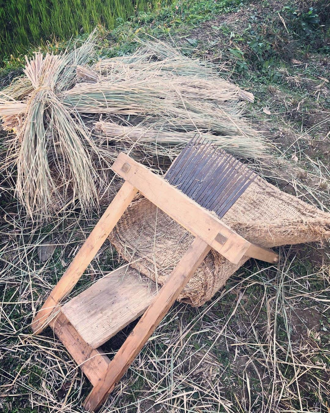 釈由美子さんのインスタグラム写真 - (釈由美子Instagram)「田植え、稲刈りに引き続き 先日、脱穀🌾に初挑戦してきました！  稲刈りした稲を約一ヶ月干して ついに最終工程の脱穀の日を迎えました。  息子にお米作りというものを体験させたくて 今年初めて参加させて頂きました✨  足踏み脱穀機を使って脱穀します🌾  なかなか楽しくて、親子で夢中になって 黙々と脱穀してました😆  それから、 なんと千歯扱きも使って脱穀しました！  こちらは足踏み脱穀機と比べて 手作業なので 腰が痛くなるほど、大変でした😵💦  この後、唐箕を使って風力で籾から稲の葉や藁くずを取り除く作業をしたり  籾すり機で籾から籾殻を除去して玄米にする作業もしました。  昔の人は、こんなに手間ひまをかけて お米を作っていたんですね🙏✨  毎日当たり前のように食べられているお米が どのように作られているのか。  お米作り体験を通して、 日本人の主食であるお米の大切さ、ありがたさを  まだ4歳の息子でもほんの少しでも 感じとってもらえたら嬉しいです  (*´ー｀)ﾉ  お土産に頂いたとれたての新米で 土鍋で炊いたご飯🍚の美味しかったこと‼️  😂😂😂  濃い味のおかずなどいらず ご飯の甘さだけで、 「おいし〜い！🤩✨」と  息子が何杯もおかわりしてくれました♪😋  自分で田植えして、稲刈りして、脱穀したからこそ🌾思い入れもあり、 より美味しく感じられるのでしょうね🙏✨  #脱穀 #脱穀体験  #足踏み脱穀機 #千歯扱き #米作り #田植え体験 #稲刈り体験 #からの脱穀 #だっしゅむらみたい #ほのぼの #体験学習 #食育」11月26日 13時27分 - yumikoshaku