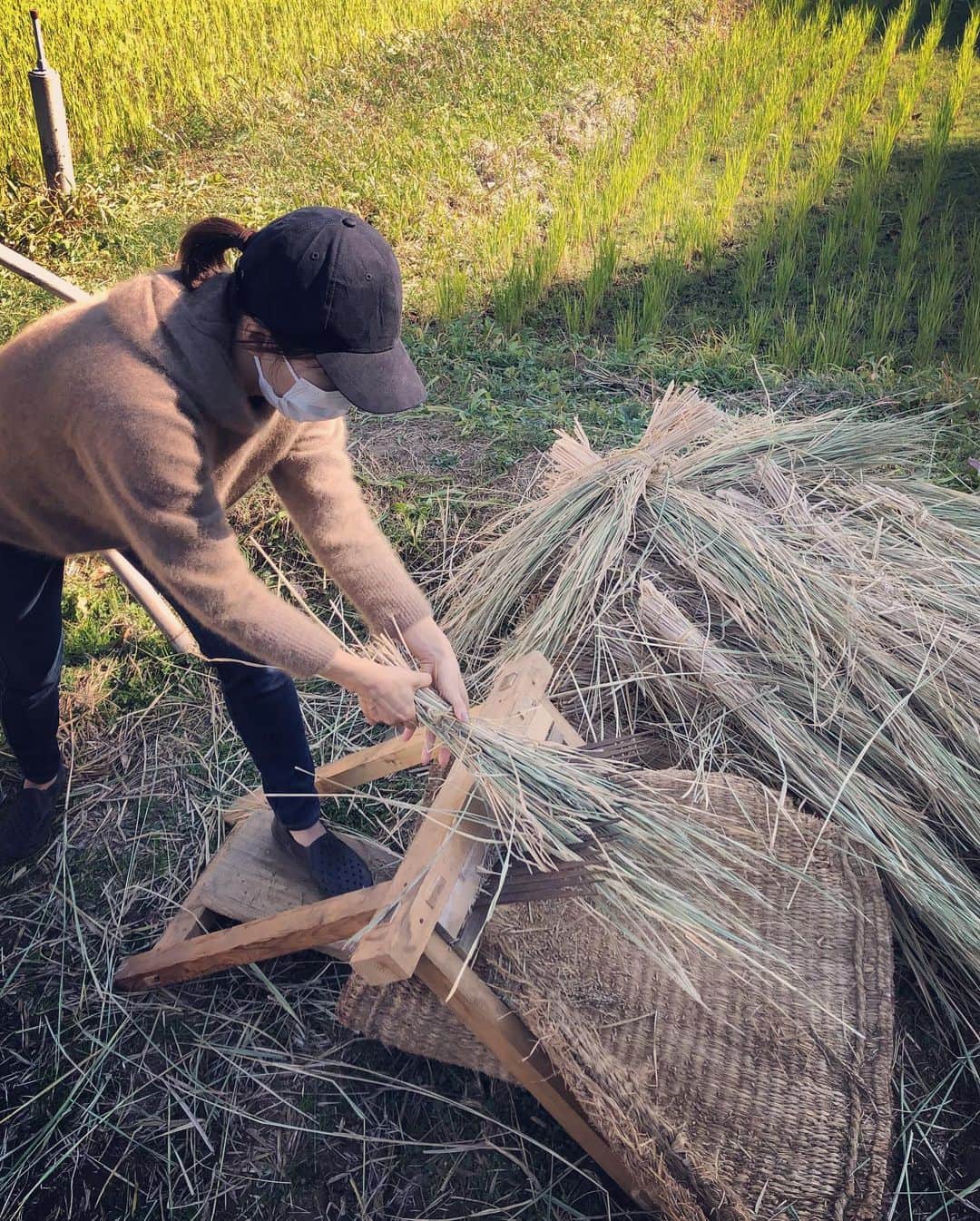 釈由美子さんのインスタグラム写真 - (釈由美子Instagram)「田植え、稲刈りに引き続き 先日、脱穀🌾に初挑戦してきました！  稲刈りした稲を約一ヶ月干して ついに最終工程の脱穀の日を迎えました。  息子にお米作りというものを体験させたくて 今年初めて参加させて頂きました✨  足踏み脱穀機を使って脱穀します🌾  なかなか楽しくて、親子で夢中になって 黙々と脱穀してました😆  それから、 なんと千歯扱きも使って脱穀しました！  こちらは足踏み脱穀機と比べて 手作業なので 腰が痛くなるほど、大変でした😵💦  この後、唐箕を使って風力で籾から稲の葉や藁くずを取り除く作業をしたり  籾すり機で籾から籾殻を除去して玄米にする作業もしました。  昔の人は、こんなに手間ひまをかけて お米を作っていたんですね🙏✨  毎日当たり前のように食べられているお米が どのように作られているのか。  お米作り体験を通して、 日本人の主食であるお米の大切さ、ありがたさを  まだ4歳の息子でもほんの少しでも 感じとってもらえたら嬉しいです  (*´ー｀)ﾉ  お土産に頂いたとれたての新米で 土鍋で炊いたご飯🍚の美味しかったこと‼️  😂😂😂  濃い味のおかずなどいらず ご飯の甘さだけで、 「おいし〜い！🤩✨」と  息子が何杯もおかわりしてくれました♪😋  自分で田植えして、稲刈りして、脱穀したからこそ🌾思い入れもあり、 より美味しく感じられるのでしょうね🙏✨  #脱穀 #脱穀体験  #足踏み脱穀機 #千歯扱き #米作り #田植え体験 #稲刈り体験 #からの脱穀 #だっしゅむらみたい #ほのぼの #体験学習 #食育」11月26日 13時27分 - yumikoshaku