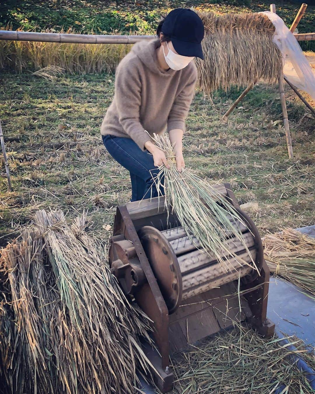 釈由美子さんのインスタグラム写真 - (釈由美子Instagram)「田植え、稲刈りに引き続き 先日、脱穀🌾に初挑戦してきました！  稲刈りした稲を約一ヶ月干して ついに最終工程の脱穀の日を迎えました。  息子にお米作りというものを体験させたくて 今年初めて参加させて頂きました✨  足踏み脱穀機を使って脱穀します🌾  なかなか楽しくて、親子で夢中になって 黙々と脱穀してました😆  それから、 なんと千歯扱きも使って脱穀しました！  こちらは足踏み脱穀機と比べて 手作業なので 腰が痛くなるほど、大変でした😵💦  この後、唐箕を使って風力で籾から稲の葉や藁くずを取り除く作業をしたり  籾すり機で籾から籾殻を除去して玄米にする作業もしました。  昔の人は、こんなに手間ひまをかけて お米を作っていたんですね🙏✨  毎日当たり前のように食べられているお米が どのように作られているのか。  お米作り体験を通して、 日本人の主食であるお米の大切さ、ありがたさを  まだ4歳の息子でもほんの少しでも 感じとってもらえたら嬉しいです  (*´ー｀)ﾉ  お土産に頂いたとれたての新米で 土鍋で炊いたご飯🍚の美味しかったこと‼️  😂😂😂  濃い味のおかずなどいらず ご飯の甘さだけで、 「おいし〜い！🤩✨」と  息子が何杯もおかわりしてくれました♪😋  自分で田植えして、稲刈りして、脱穀したからこそ🌾思い入れもあり、 より美味しく感じられるのでしょうね🙏✨  #脱穀 #脱穀体験  #足踏み脱穀機 #千歯扱き #米作り #田植え体験 #稲刈り体験 #からの脱穀 #だっしゅむらみたい #ほのぼの #体験学習 #食育」11月26日 13時27分 - yumikoshaku