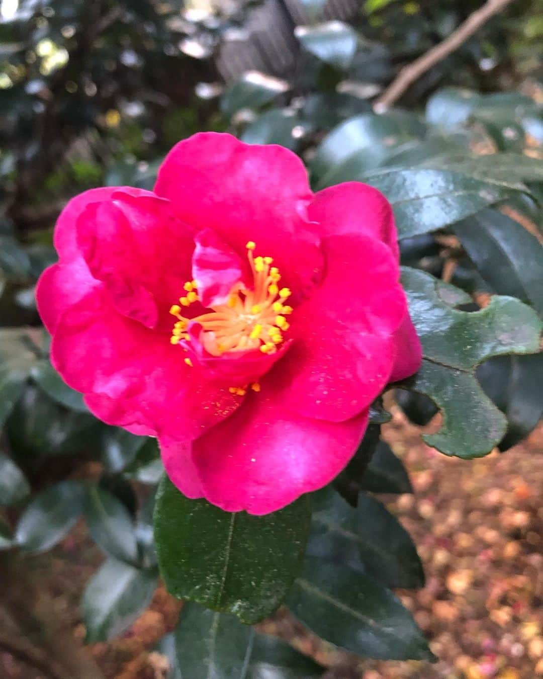 竹川美子のインスタグラム：「山茶花の花 #さざんか #赤色 #初冬 #庭園 #花言葉 #困難に打ち克つ #ひたむきさ #癒し」