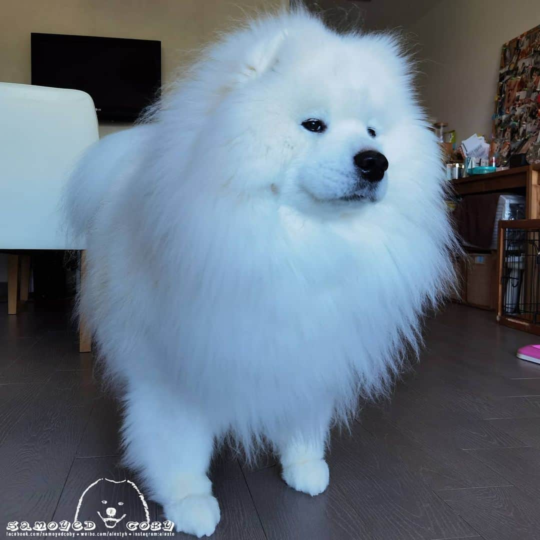 Alex Toのインスタグラム：「😎😎😎 #cute #dog #doglover #dogsofinstagram #dogoftheday #dogofthedayjp #dogstagram #fluffy #hkig #hongkong #ilovemydog #instadog #instagood #instamood #instagraphy #instapic #samoyedoninstagram #pet #petlovers #petsofinstagram #petstagram #photooftheday #puppy #pupsofinstagram #samoyed #samoyedsofinstagram #webstagram #犬 #サモエド」