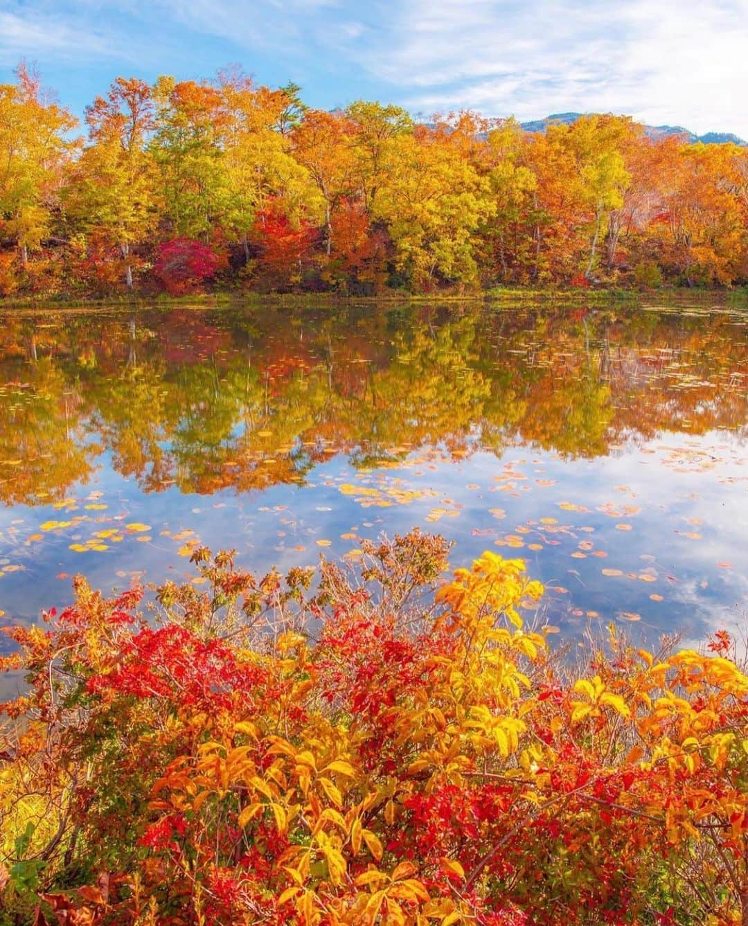 はなまっぷ❁日本の花風景さんのインスタグラム写真 - (はなまっぷ❁日本の花風景Instagram)「🍂🍁はなまっぷの紅葉まつり🍁🍂 * @godive2000 さんの 紅葉に花まるを💮 * 色とりどりに染まる美しい日本の秋をありがとうございます😊🍁🍂 * 長野 Nagano Pref. * 見頃を過ぎている場所もご紹介しています。 お出かけの際はHP等で最新の情報をご確認くださいね🙏🍁 * 🍁•••🍂•••🍁•••🍂•••🍁•••🍂 * 🍂🍁はなまっぷの紅葉まつり🍁🍂 〜紅葉の季節が終わる頃まで #はなまっぷ  のタグの中から、紅葉のお写真をご紹介させていただきます。期間中はランダムに、複数枚投稿でもご紹介させていただく場合がございます。 * #秋#紅葉#風景#はなまっぷ#🍁」11月26日 14時06分 - hanamap