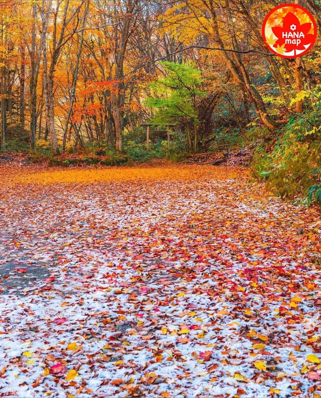 はなまっぷ❁日本の花風景のインスタグラム