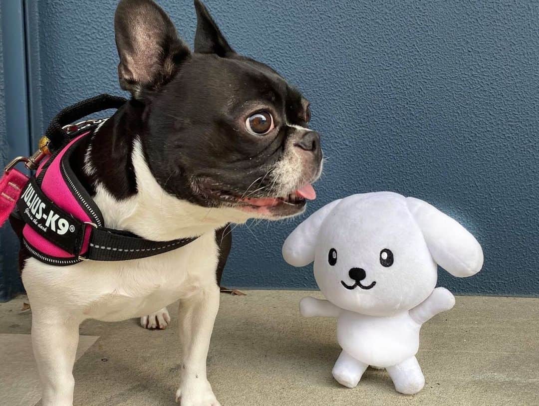 ダスキン ダス犬【公式】さんのインスタグラム写真 - (ダスキン ダス犬【公式】Instagram)「【ダス犬のおともだち紹介】  フレンチブルドッグの小春ちゃん！ 仲良くなりたくてダス犬お気に入りのお花を持ってきたら 天真爛漫女子の小春ちゃんは大喜び！ たくさんスキンシップもとってくれて、いっしょにお散歩にも行ったんだー！ ダス犬も小春ちゃんも寒くなってきたから風邪ひかないようにね♪  @maki_kiriyama   #ダス犬のおともだち  #犬好きさんと繋がりたい  #いぬすたぐらむ  #犬のいる暮らし  #犬のいる生活  #ふわもこ部  #犬バカ部  #犬部」11月26日 14時30分 - dusken_official