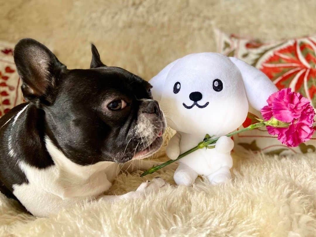 ダスキン ダス犬【公式】さんのインスタグラム写真 - (ダスキン ダス犬【公式】Instagram)「【ダス犬のおともだち紹介】  フレンチブルドッグの小春ちゃん！ 仲良くなりたくてダス犬お気に入りのお花を持ってきたら 天真爛漫女子の小春ちゃんは大喜び！ たくさんスキンシップもとってくれて、いっしょにお散歩にも行ったんだー！ ダス犬も小春ちゃんも寒くなってきたから風邪ひかないようにね♪  @maki_kiriyama   #ダス犬のおともだち  #犬好きさんと繋がりたい  #いぬすたぐらむ  #犬のいる暮らし  #犬のいる生活  #ふわもこ部  #犬バカ部  #犬部」11月26日 14時30分 - dusken_official