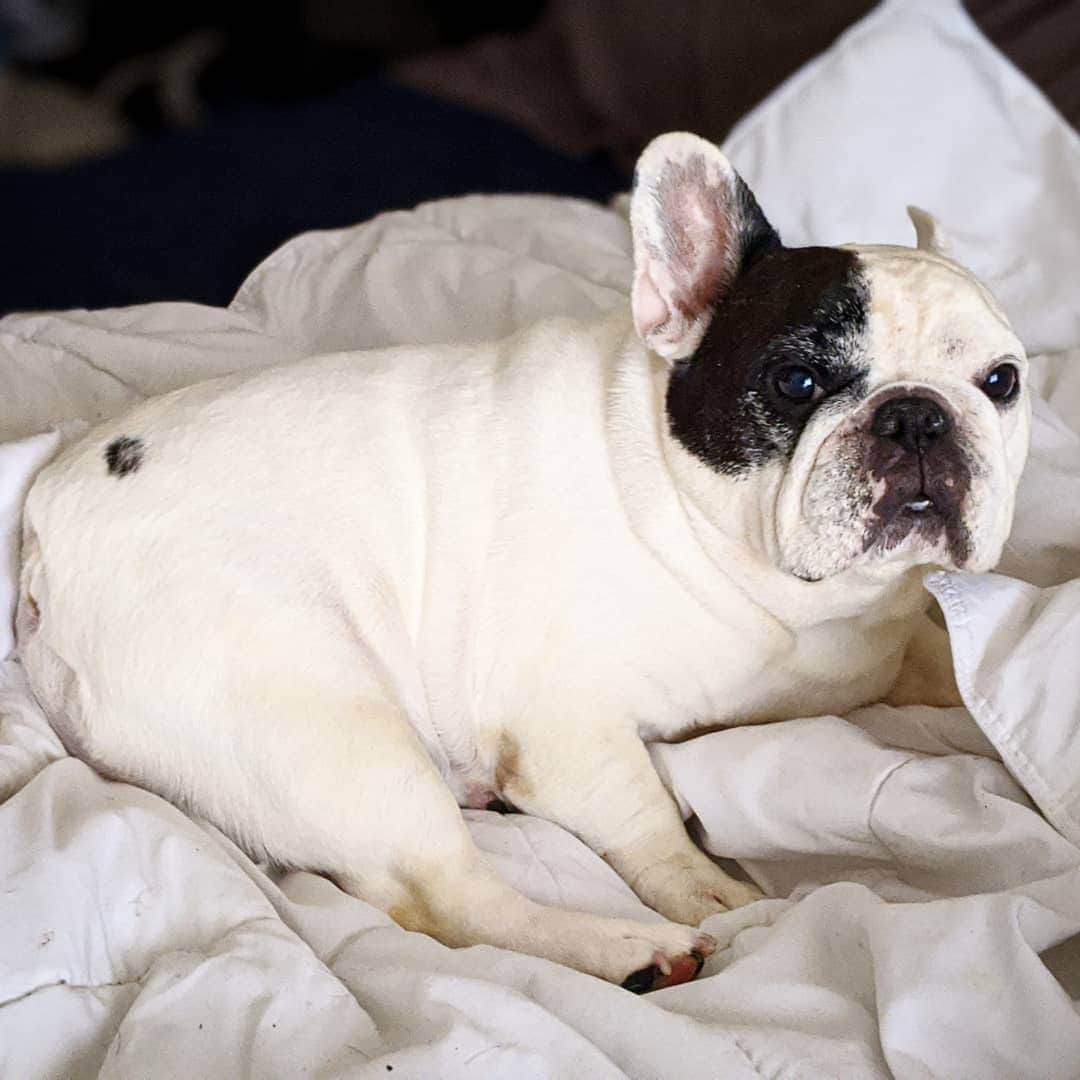 Manny The Frenchieのインスタグラム：「Here's a turkey leg to hold you over until tomorrow. 😉🍗」