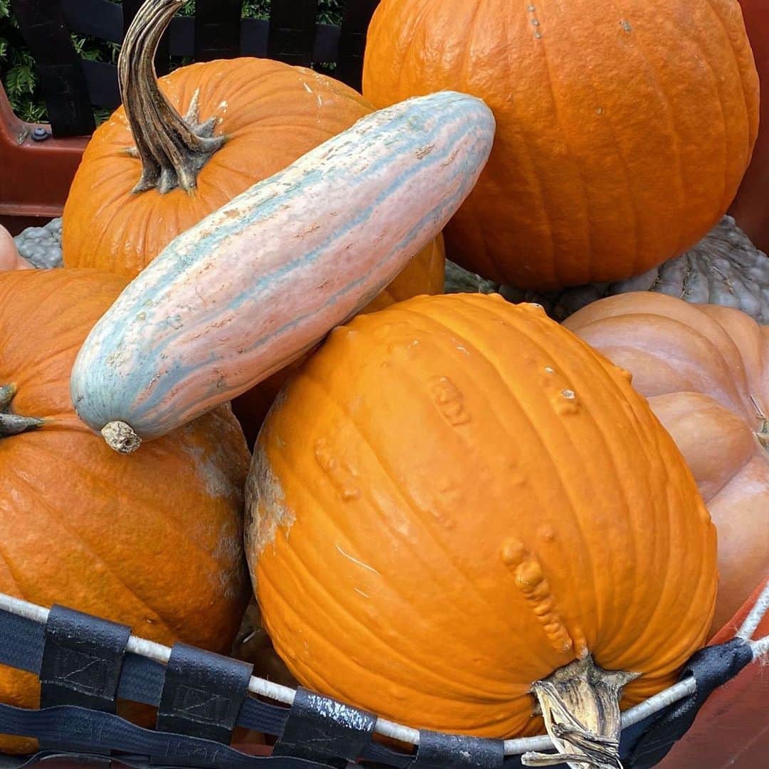 ニューヨーク植物園のインスタグラム：「As we celebrate Thanksgiving, we're thankful to be able to share many of the thousands of pumpkins that were used to create this year's Great Pumpkin Path with our Bronx neighbors, community partners, and other groups around the City. . Hit the link in our bio to hear from Jodie Colon, NYBG's Compost Project Manager, on how our edible pumpkins, along with the squash that filled the exhibit, were donated to community organizations serving meals and distributing groceries to the increasing number of families experiencing food insecurity during the pandemic. As we welcome this season of reflection and gratitude, we want to thank our Members and other supporters for being a part of the Garden family and making opportunities like this possible. . #plantlove #nybgathome #museumfromhome #culturefromhome」