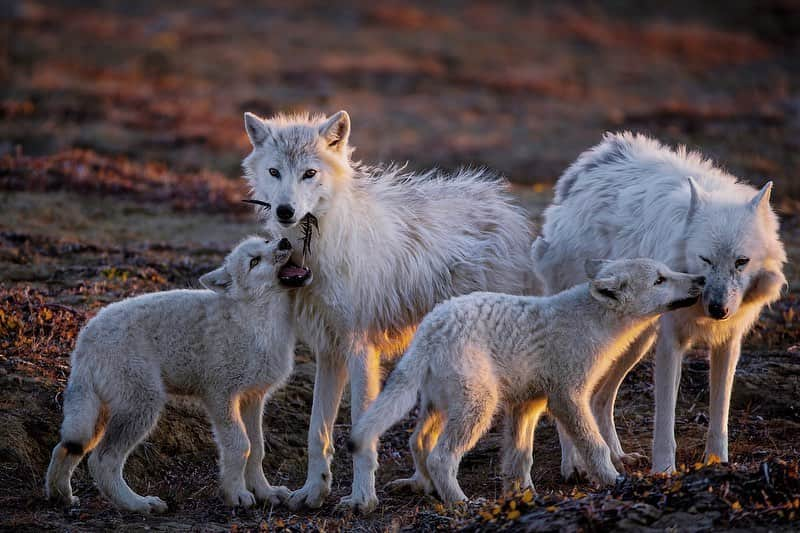 thephotosocietyさんのインスタグラム写真 - (thephotosocietyInstagram)「Hurry! Black Friday’s almost here! All prices on the @Prints.for.Nature Print sale go up 10% after Black Friday, so buy your fine-art nature photographs now and help support the communities on the front lines protecting nature. Because of the pandemic, funding from tourism and travel that was once used to protect nature and wildlife has all but disappeared because of the pandemic. They need your support today. And right now, that support will be doubled. A generous donor will be matching the next $10,000 in contributions.   Choose from these stunning images from some of the world’s finest photographers and purchase your fine-art prints today at www.printsfornature.com   @DavidDoubilet @davidliittschwager @robertclarkphoto @melissafarlow @randyolson @ronan_donovan #conservation #printsfornature #fineart #empathyiseverything  #nature #naturalworld」11月27日 1時16分 - thephotosociety