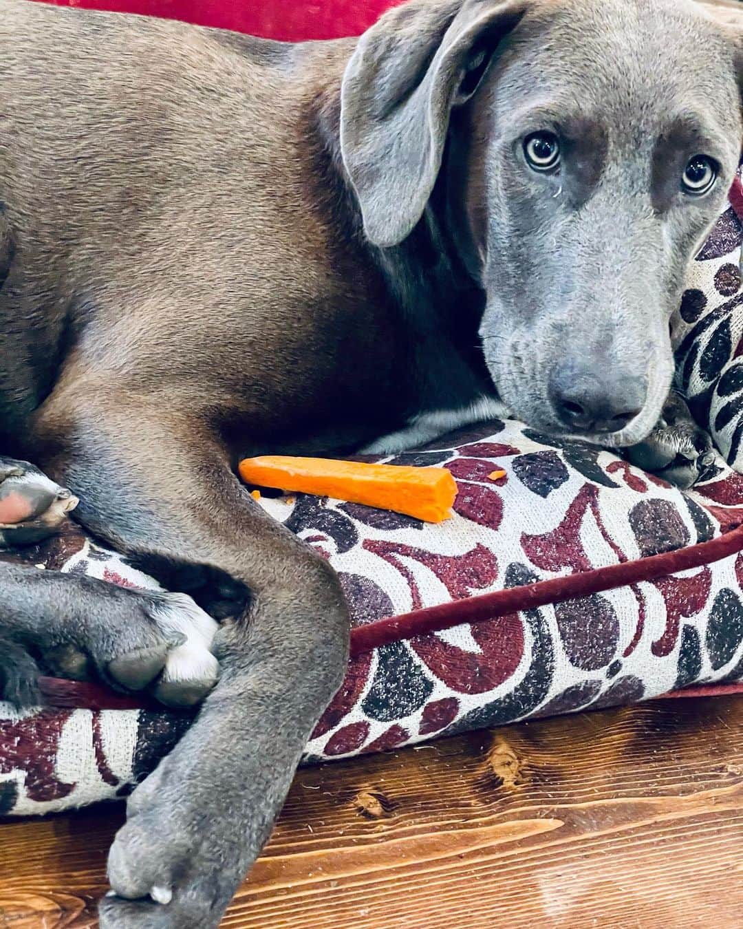 レイチェル・レイのインスタグラム：「Bella continues to be grateful for carrots, but I need to cut them larger so she can hang on w her giant hooves - I mean paws 🐾  #thanksgiving」