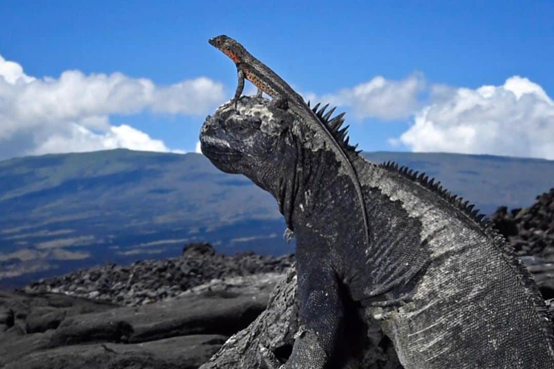 Thomas Peschakさんのインスタグラム写真 - (Thomas PeschakInstagram)「This Thursday’s post features animals that ‘walk all over’ marine iguanas. On Fernandina island iguanas carpet lava rocks at such densities that Sally lightfoot crabs have no choice but to scramble over them. Lava lizards on the other hand  use their larger reptile cousins as a elevated lookout  and refuge from the hot sun baked rock. Photographed on assignment for @natgeo in collaboration with @parquegalapagos and @charlesdarwinfoundation」11月27日 1時35分 - thomaspeschak
