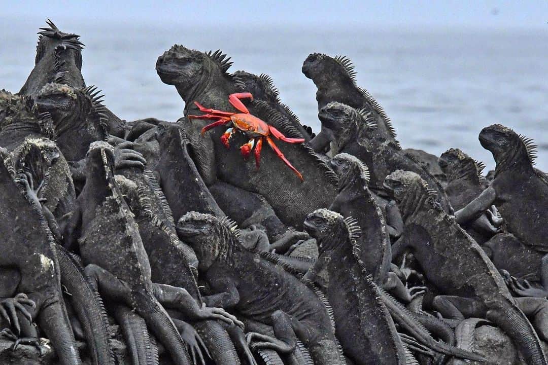 Thomas Peschakのインスタグラム：「This Thursday’s post features animals that ‘walk all over’ marine iguanas. On Fernandina island iguanas carpet lava rocks at such densities that Sally lightfoot crabs have no choice but to scramble over them. Lava lizards on the other hand  use their larger reptile cousins as a elevated lookout  and refuge from the hot sun baked rock. Photographed on assignment for @natgeo in collaboration with @parquegalapagos and @charlesdarwinfoundation」