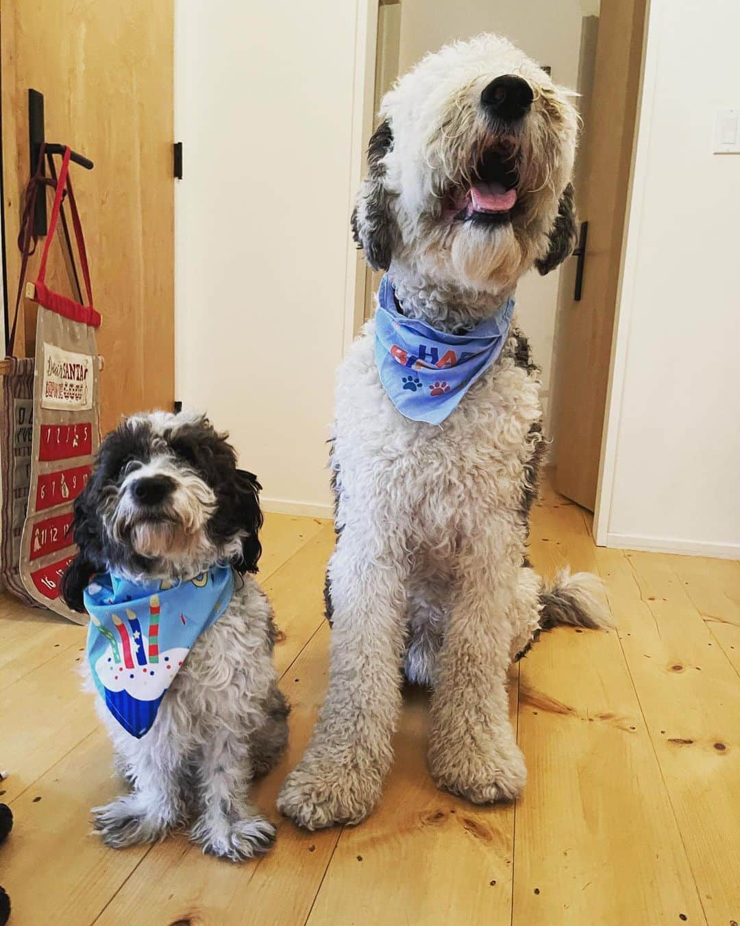 ジェニファー・エスポジートのインスタグラム：「They are ready!! Where’s the bird? Woof   We hope you chose safety this year. A year to be grateful for just being able to breath, have a home and food on your table. Stay safe. Sending love. And yes it’s also Gus’ bday!   #wearamask #thanksgiving #dogsarethebest」