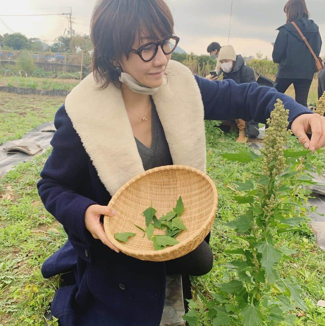 風間ゆみえのインスタグラム：「今回の宿、唐津シーサイドホテルの部屋から真正面に眺めた高島へ  シンシアガーデンオーナーの杉谷恵美さん @sincere.emi の再生と循環、地域との繋がりを軸とした現在の取り組みに深く感銘を受けて、今回私も実際にその土地へ訪れ、耕作放棄地を開拓して、無農薬栽培、自然農法を実現し、島ごと作物を有機JASにするために尽力する島の人々の話を直接聞き、情熱のエネルギー得て、また新たに育まれる植物に触れてきました。  写真はキヌア。 五大栄養素を全て含み、さらに、私たちの体内では作ることのできない必須アミノ酸をバランス良くとれるスーパーフードとして知られていますよね。  キヌアというと穀物としての食のイメージがあると思いますが、葉も立派な栄養源。実は葉の方が栄養価が高いと言われるほど。この日はみんなで葉を摘んでランチのサラダに^_^  ＊ 写真3枚目では、生のキヌアの粒々を食べてみていますが、生のままだとキヌアに含まれるサポニン(溶血作用あり)の苦味がかなり強いので沢山たべたりしないで下さいね。ちなみにサポニンは水溶性のためしっかり水洗いすることで抜けます。  #有機JAS #自然農法 #キヌア #高島  #yumie_k_style」
