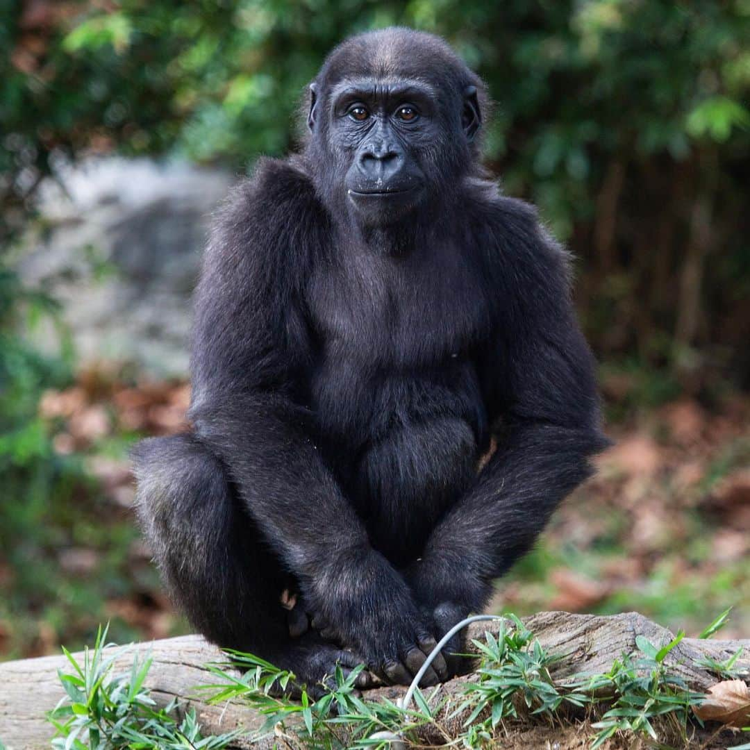 スミソニアン国立動物園さんのインスタグラム写真 - (スミソニアン国立動物園Instagram)「❤️ Sending a virtual smile your way! On this day of thanks, we are grateful to all of you for your continued support. Thank you for being a part of our conservation community!」11月27日 1時59分 - smithsonianzoo