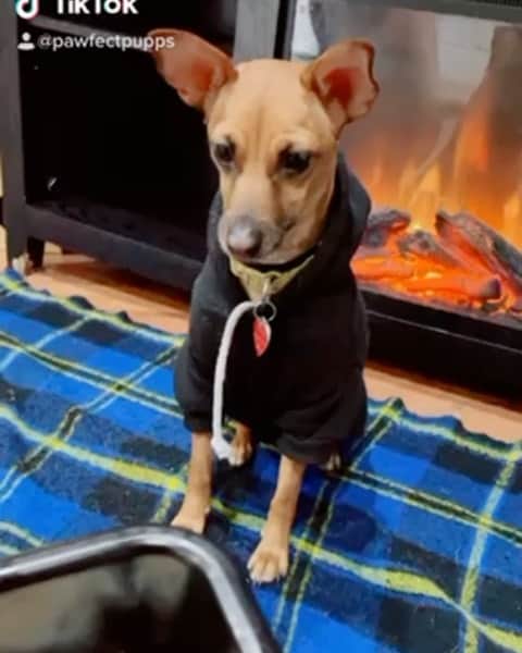 DogsOf Instagramのインスタグラム：「“Thankful for our hoomans who love us & gib us yummy treats ♥️” — @pawfectpupps 🦃   #dogsofinstagram」