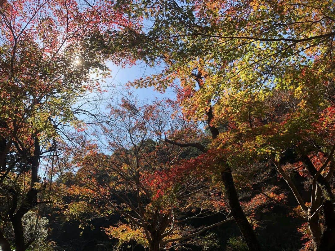 小野真弓さんのインスタグラム写真 - (小野真弓Instagram)「植物のグラデーション 🍁🏵🍂🌾🌿🍃 わん散歩風景🐾 関東でいちばん遅く紅葉が見頃になる、と 言われている養老渓谷(*´꒳`*) とっても綺麗でした✨平日は空いています〜^ ^ ピークは12月かな🍁 #紅葉#養老渓谷#犬とお出かけ#千葉暮らし#千葉巡り#犬のいる暮らし #doglover #chihuahua #maltese #mixdog #チワワ#チワマル#近場で満喫#わん散歩 🐶🐶水の音がこわくて、川を渡るときは、抱っこして かーさんにしがみついていた事は内緒にしとこーね🤫🤫」11月26日 17時15分 - hanaharuaroi