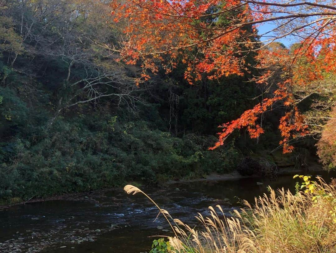 小野真弓さんのインスタグラム写真 - (小野真弓Instagram)「植物のグラデーション 🍁🏵🍂🌾🌿🍃 わん散歩風景🐾 関東でいちばん遅く紅葉が見頃になる、と 言われている養老渓谷(*´꒳`*) とっても綺麗でした✨平日は空いています〜^ ^ ピークは12月かな🍁 #紅葉#養老渓谷#犬とお出かけ#千葉暮らし#千葉巡り#犬のいる暮らし #doglover #chihuahua #maltese #mixdog #チワワ#チワマル#近場で満喫#わん散歩 🐶🐶水の音がこわくて、川を渡るときは、抱っこして かーさんにしがみついていた事は内緒にしとこーね🤫🤫」11月26日 17時15分 - hanaharuaroi