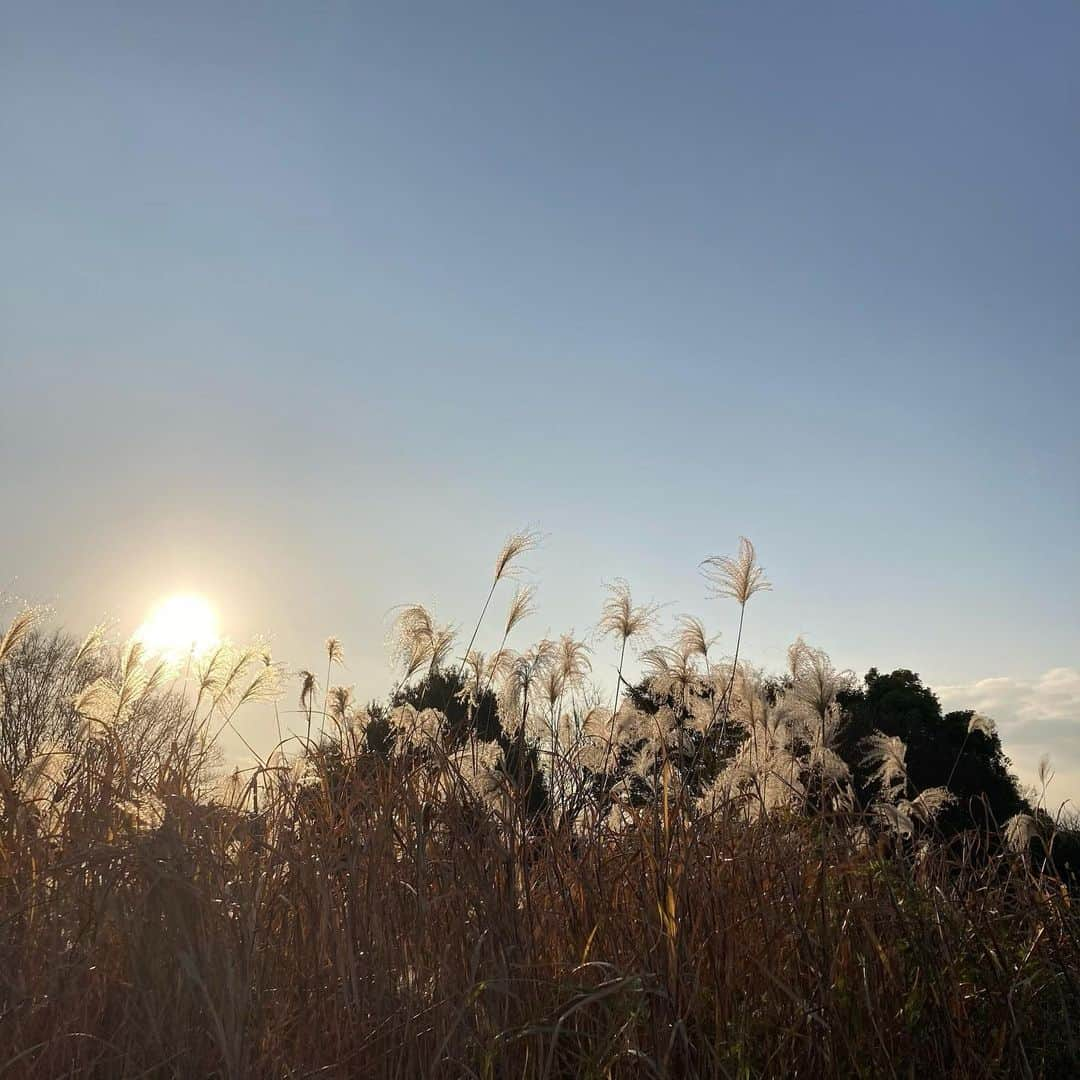 櫛引彩香のインスタグラム：「1枚目は昔から好きなススキ🌾 2枚目は形がかわいい落ち葉です🍂」