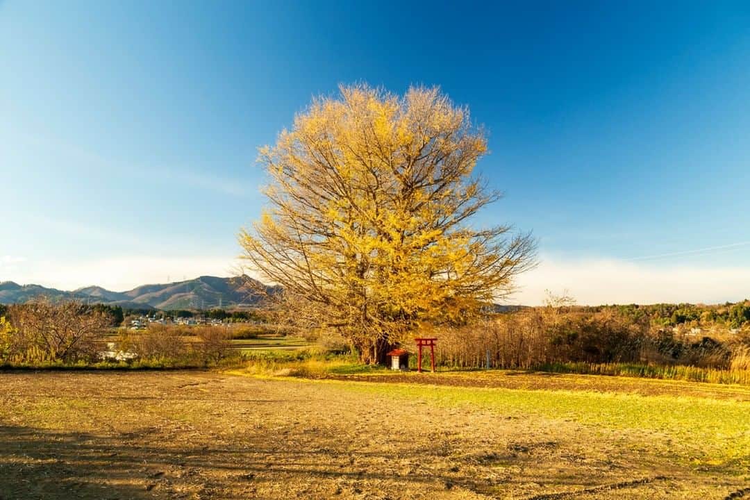 のインスタグラム：「【白幡（しらはた）の大イチョウ】  畑の上の広い空に向かい大きく枝を広げるイチョウ。伊達政宗が攻めてきた際に、イチョウのムチを逆さに挿したという伝説から「さかさいちょう」とも呼ばれています。背後から、太平洋が一望できる鹿狼山（かろうさん）が見守ります。  #白幡の大イチョウ #新地町 #福島県 #shinchitown #fukushima #traveljapan #futurefromfukushima #ふくしまからはじめよう #新しい生活様式からはじめよう」