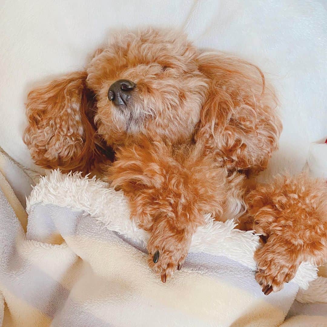 小嶋菜月さんのインスタグラム写真 - (小嶋菜月Instagram)「人間みたいな寝方🥺❤️ . . やばぁぁぁかわいいいいいいい🥺❤️🥺❤️🥺❤️ . . #愛犬 #トイプードル #アプリコット #🐶」11月26日 17時40分 - kojimanatsuki_offical