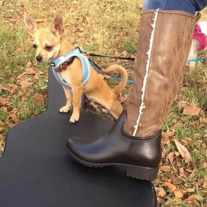 ダブのインスタグラム：「Our beautiful customer @dede_keith_55 wearing our cute Cheyenne boot while on a picnic. Such a cutie for a pal there  #davrainboot #happyfeet #texas #fashionblogger #cuterainboots #veganshoes #veganboots #warmboots」