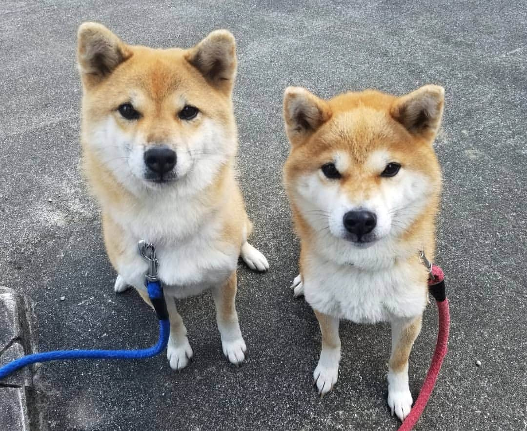 柴犬たま Shibainu Tamaさんのインスタグラム写真 - (柴犬たま Shibainu TamaInstagram)「たまーばと大きさ比較💡 〜ミケ編〜  最後はミケしゃん‼️ おしゅしの後だと、目の錯覚⁉️🙈💦ってなる程の小ささ😂😂たママがこの大きさで、ミケのパパさんもコイちゃん以上の大きさなのに何故…(笑)隔世遺伝とか？🙄(笑) ﻿﻿﻿﻿﻿﻿﻿﻿ Caption trans🇬🇧﻿﻿﻿﻿﻿﻿﻿﻿ The last is Meekeh‼️ Seeing her after seeing the sushi brothers is so small that you would think an optical illusion😂😂 Her father is bigger than Koi, so why is she small?🙄(lol) ﻿﻿﻿﻿﻿﻿﻿﻿ #柴犬たま #たママ #たまーば #たま家族 #柴犬ミケ #母と娘 #大きさ比較 #永遠のキッズ #ふわもこ #かなりひし形 #カモメ眉毛 #カモメ眉 #柴犬 #shiba #shibainu #shibastagram #犬 #dog #多頭飼い」11月26日 18時01分 - tama7653