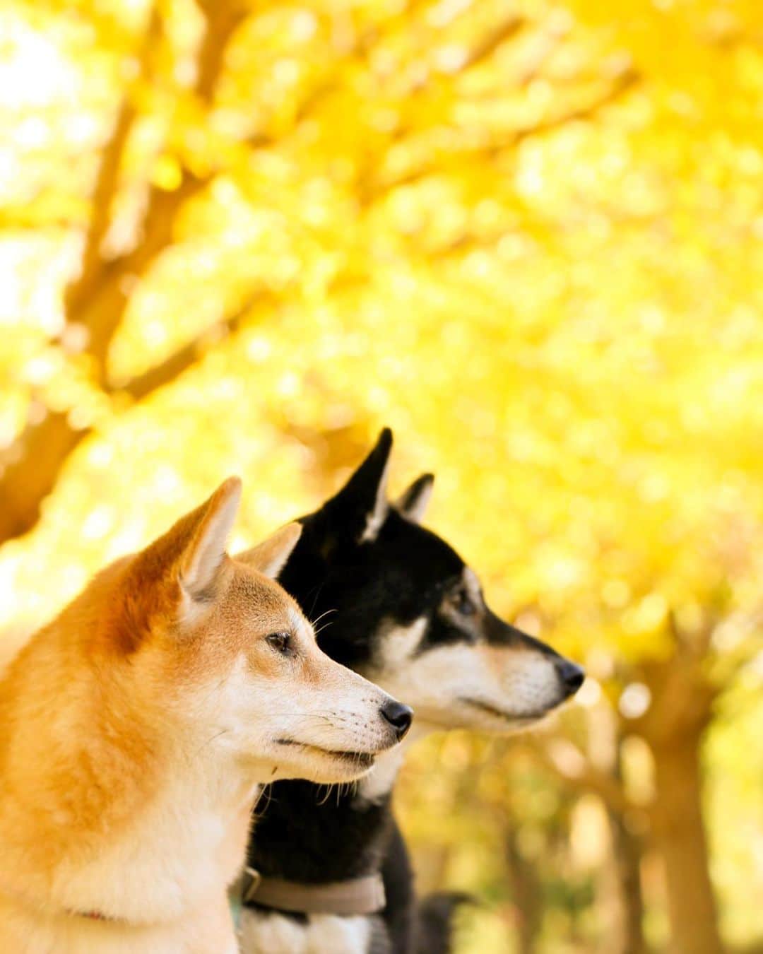 のインスタグラム：「🐶💛🐶  ママのカサカサに荒れたその手が ずっと家族を守ってきた  当たり前の優しさに甘えた 離れて感じる大きな愛  いつも 照れくさくて 言えない気持ち この歌にのせて  ありがとう ありがとう ちゃんと伝わるかな その笑顔が勇気になる ありがとう ありがとう この言葉ひとつで 光がつながっていくよ  辛い想いを打ち明けた時に 黙って泣いてくれたともだち  そんなきみの泣き顔を見てたら 嬉しくてまた涙こぼれた  一人じゃ ここまで来れなかった きみに出会えてよかったよ  ありがとう ありがとう ケンカもしたけど いつも味方だってわかってた ありがとう ありがとう これからもずっと その笑顔で見守ってて  ありがとう ごめんね 想いあって 思いやって この世界は回ってる  ありがとう ありがとう 夕焼けの空に パパの絵を手に走る帰り道 ありがとう ありがとう 会えない時間も あの日の涙で強くなれる  ありがとう ありがとう ちゃんと伝わるかな その笑顔が勇気になる ありがとう ありがとう この言葉ひとつで 光がつながっていくよ  ♫ありがとうの輪 絢香  昨日のストーリーズを 見てくださった方にはわかるかな。 大切な家族や親友に 両手いっぱいのありがとうを この歌にのせて届けたいです💛  Location:Chiba (けんゆりおもひで秋photo🍁より)」