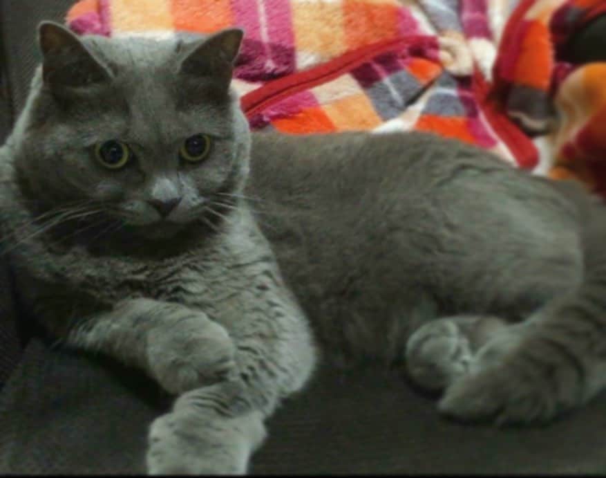 チキン南蛮カレーのルウ王子のグルメインスタ