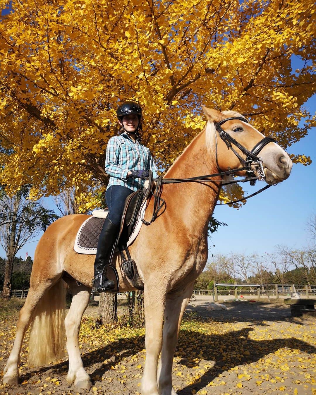 佐藤藍子さんのインスタグラム写真 - (佐藤藍子Instagram)「皆様、おこんばんみーです😌  今週末ですが  11月28日（土） 大井競馬場で開催中の 東京メガイルミに来場させていただき、 今年もトークショーに出演させていただきます！！  17:00〜18:00にパドック内で開催予定です。  皆さまのご来場お待ちしております。  https://tokyomegaillumi.jp/  11/28,29は コスプレイベントもやっているそうです  お時間ありましたら、よろしくお願いいたします🎵  写真は、今週末のイベントに向けて息子ぽっきゅん🐴で乗馬レッスンをした後に 撮りました📸  黄金色💛  寒くなって来ましたが、体調に気をつけて素敵な週末にしましょうね✨  #大井競馬場#大井競馬場メガイルミ #競馬のない日はメガイルミ #ポニー#ドレッサージュポニー#ハフリンガー#ドレッサージュハフリンガー#馬#銀杏#馬と銀杏#ポニーと銀杏#メガイルミ#haflinger #dressagehaflinger #pony#dressagepony #horse#佐藤藍子#aikosato」11月26日 18時23分 - sato_aiko_official